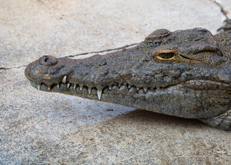 Crocodile saltwater Thailand