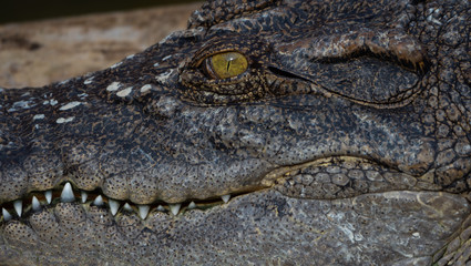 Crocodile saltwater Thailand
