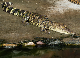 Crocodile saltwater Thailand