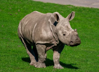Foto op Plexiglas Rhino Calf © Caroline