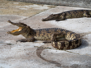 Crocodile saltwater Thailand