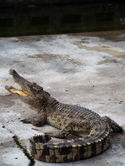 Crocodile saltwater Thailand