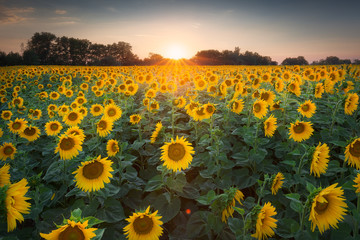 Sonnenblumenfeld in der Rheinebende