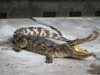 Crocodile saltwater Thailand