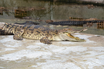 Crocodile saltwater Thailand