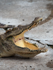 Obraz premium Crocodile saltwater Thailand