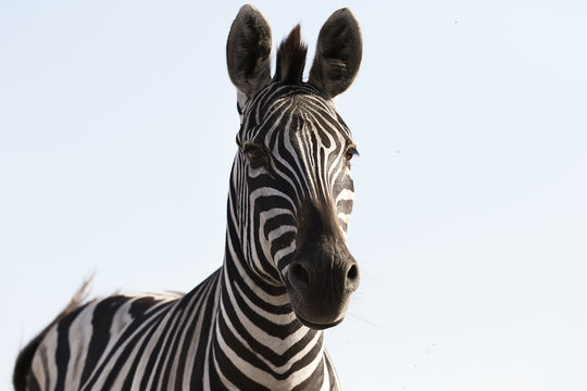 Muzzle Of A Zebra Against The Sky