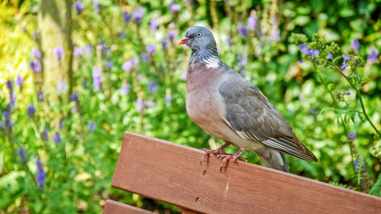 On a wooden bench in a garden a pigeon sits quietly