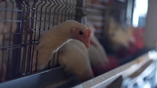 Breeding broiler chickens and chickens, broiler chickens sit behind bars in the hut, poultry house, factory