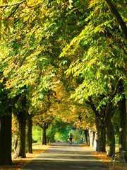 A beautiful photo of the autumn park, golden leaves of trees in the light of the September sun, Poznań