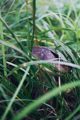 Seasons mushrooms in a forest in Autumn