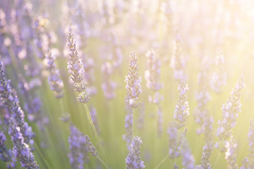 Closeup of lavender flowers with bright summer sunlight