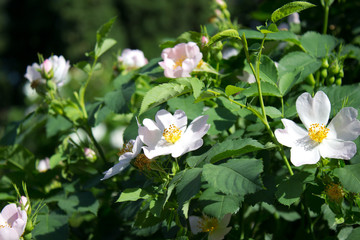 Photo of a blooming white rose in a garden