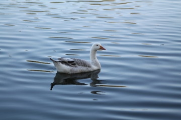 canard
