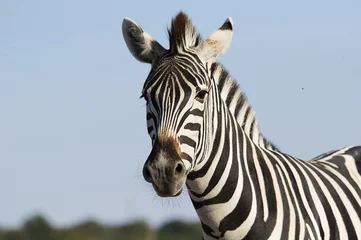 Foto op Plexiglas Zebra snuit van een zebra tegen de lucht
