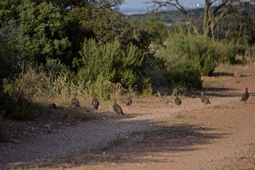 Un bando de perdices salvajes en un camino en Castilla La Mancha