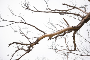 Trees in the season without leaves on a white background.