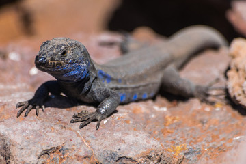 La Palma endemic male lizard portrait (Gallotia galloti palmae)