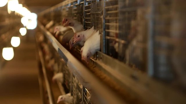 Breeding broiler chickens and chickens, broiler chickens sit behind bars in the hut, poultry house, house-house
