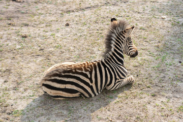 Wild Zebra in Savanna 