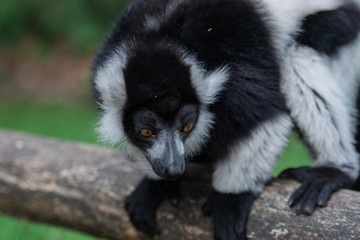 Lemur monkey from madagascar