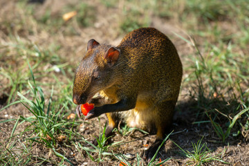 Aguti Rodent in wildlife