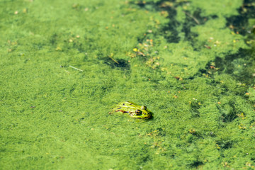 Green Frog in a Pond