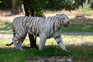 Fototapeta na wymiar Wild Cat white Bengal Tiger 