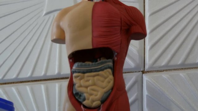 Toy model of the anatomical structure of the human body. Artificial mock-up of man