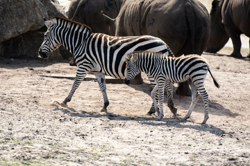 Fototapeta na wymiar Wild Zebra in Savanna 