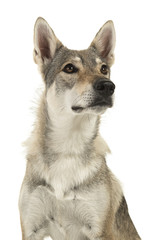 Portrait of a female tamaskan hybrid dog looking up isolated on a white background