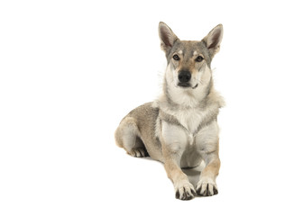 Female tamaskan hybrid dog lying down looking at the camera isolated on a white background seen from the side