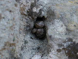 the snails hid themselves