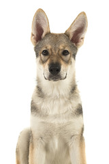 Portrait of a tamaskan hybrid puppy looking at the camera on a white background with mouth closed