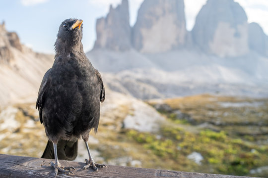 Portrait of an alpine chough