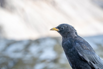 Portrait of an alpine chough