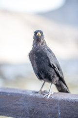 Portrait of an alpine chough