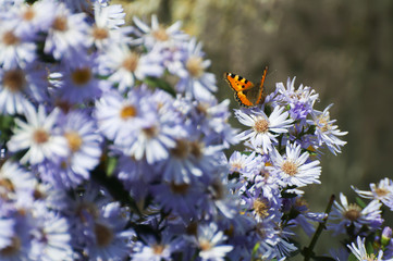 butterfly and flowers