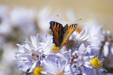 butterfly