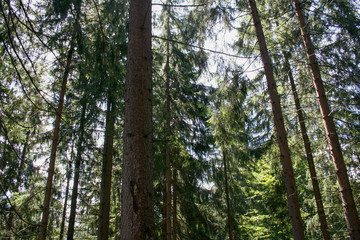 Forest in the Poland