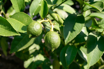 Citrus fruit on the tree