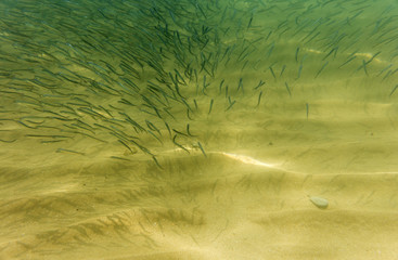 seabed, underwater photography