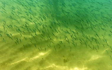 seabed, underwater photography