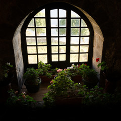 Flowers next to window illuminated with natural light