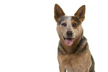 Portrait of a smiling australian cattle dog looking straight into the camera isolated on a white background with space for copy