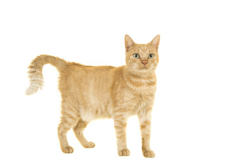 Red female cat standing isolated on a white background