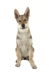 Sitting female tamaskan hybrid puppy isolated on a white background looking straight at the camera seen from the front