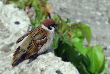 sparrow on rock