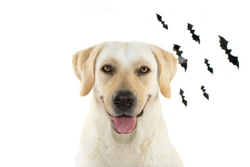 DOG CELEBRATING HALLOWEEN WITH DEFOCUSED BLAK BATS LIKE BACKGROUND. ISOLATED AGAINT WHITE BACKGROUND. WITH COPY SPACE.