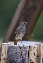 Black redstart